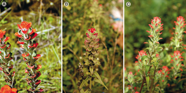 A. Castilleja nervata Eastw. presente en Maltrata, Veracruz. B y C. C. arvensis Schltdl. & Cham. presente en J&aacute;ltipan y Xalapa, Veracruz, respectivamente. Fotograf&iacute;as: A. Francisco-Guti&eacute;rrez.
					
					
						
