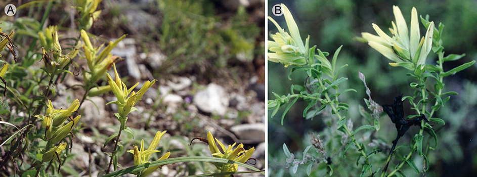 A. Castilleja tenuiflora Benth. var. xylorrhiza (Eastw.) G.L. Nesom presente en Acultzingo, Veracruz, B. Castilleja tenuiflora Benth. var. tenuiflora forma &ldquo;amarilla&rdquo; fotografiada cerca de la Ciudad de Oaxaca, Oaxaca, similar a la que se reporta en el estado de Veracruz en la zona de Cumbres de Maltrata. Fotograf&iacute;a A: A. Francisco-Guti&eacute;rrez y B: M. Egger.