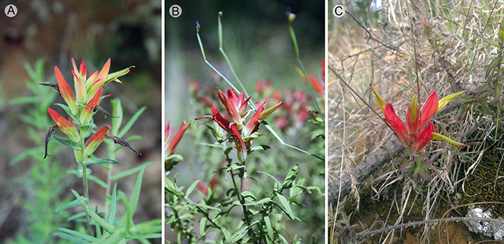 A. Castilleja integrifolia L.f. var. integrifolia, B. Castilleja tenuiflora Benth.var. tenuiflora en su forma t&iacute;pica, C. Castilleja tenuiflora var. tancitaroana (G.L. Nesom) J.M. Egger. Todas presentes en Perote, Veracruz. Fotograf&iacute;as: A. Francisco-Guti&eacute;rrez.