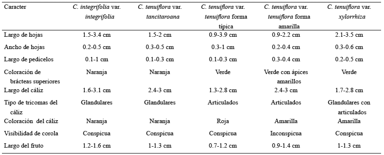 Comparaci&oacute;n de los caracteres de los taxones correspondientes al complejo C. tenuiflora.
