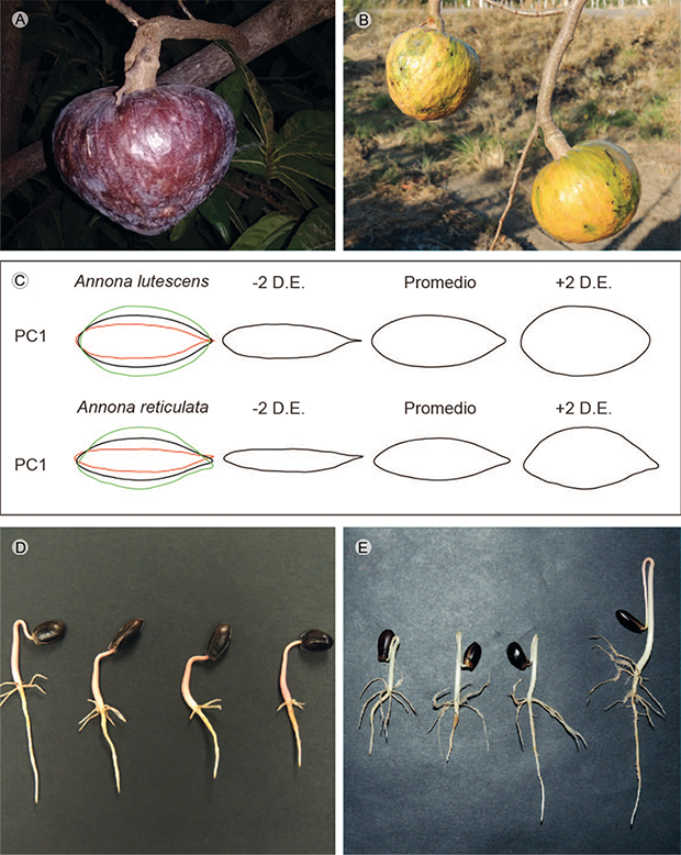 A. fruto maduro Annona reticulata L.; B. frutos maduros de A. lutescens Saff.; C. variaci&oacute;n del tama&ntilde;o de la hoja basada en los descriptores el&iacute;pticos de Fourier. El primer componente derivado de un an&aacute;lisis de componentes principales explica m&aacute;s de 79% de la variaci&oacute;n morfol&oacute;gica de la hoja. La primera columna muestra los contornos empalmados de -2 desviaciones est&aacute;ndar (D.E.), el promedio y + 2 D.E. D. pl&aacute;ntulas de A. reticulata, n&oacute;tese el color rojizo de los hipocotiledones; E. pl&aacute;ntulas de A. lutescens; n&oacute;tese el color blanco a blanco-verdoso de los hipoc&oacute;tilos. Sin embargo, 20% de las pl&aacute;ntulas de esta especie mostraron una coloraci&oacute;n rojo-caf&eacute; clara en la parte distal del hipocotiled&oacute;n (v&eacute;ase la pl&aacute;ntula que se encuentra en el extremo derecho de la figura).