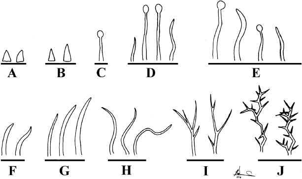 Forma de los tricomas del cáliz de Salvia L. sección Scorodoniae: A. S. pericona B.L. Turner; B. S. pannosa Fernald; C. S. evadens J.G. González & Art. Castro; S. paupercula Epling y S. tenorioi Ramamoorthy ex B.L. Turner; D. S. aequidistans Fernald y S. gonzalezii Fernald; E. S. melissodora Lag.; F. S. occidua Epling; G. S. keerlii Benth.; H. S. breviflora Moc. & Sessé y S. boegei Ramamoorthy; I. S. dugesii Fernald, S. ramosa Brandegee y S. variana Epling; J. S. fruticulosa Benth. Ilustrado por José Manuel Ramírez Amezcua.