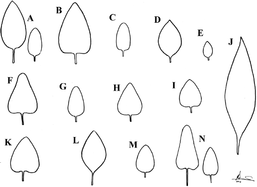 Forma de la lámina foliar de Salvia L. sección Scorodoniae: A. S. fruticulosa Benth.; B. S. dugesii Fernald; C. S. paupercula Epling; D. S. boegei Ramamoorthy; E. S. tenorioi Ramamoorthy ex B.L. Turner; F. S. pericona B.L. Turner, G. S. ramosa Brandegee; H. S. gonzalezii Fernald y S. variana Epling; I. S. evadens J.G. Gonzalez & Art. Castro y S. melissodora Lag.; J. S. occidua Epling; K. S. keerlii Benth.; L. S. breviflora Moc. & Sessé; M. S. aequidistans Fernald; N. S. pannosa Fernald.Las inflorescencias son indefinidas, en racimos o panículas, espiciformes, de 3 a 30 cm de largo, con verticilastros a lo largo del raquis, distanciados 2 a 33 mm en la parte media, de 2 a 12 flores pediceladas. Las brácteas en las especies de Scorodoniae son pronto deciduas, ovadas o acuminadas, con el margen entero. Ilustrado por José Manuel Ramírez Amezcua.