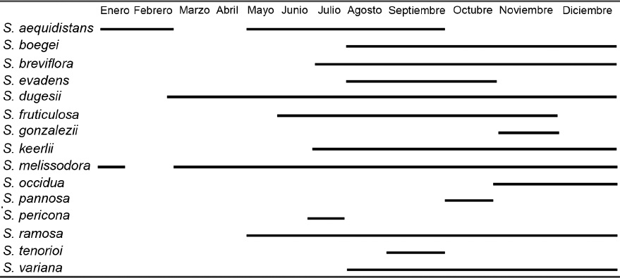 Meses de floración de las especies de Salvia L. sección Scorodoniae.