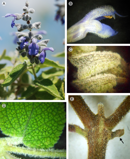 Salvia dugesii Fernald. A. inflorescencia; B. vista lateral de la corola mostrando tricomas glandular-capitados estipitados en ambos labios; C. vista lateral del cáliz mostrando los tricomas dendríticos; D. pubescencia del tallo y peciolo; E. articulación del peciolo en una prolongación del nudo (la flecha indica el carácter señalado).