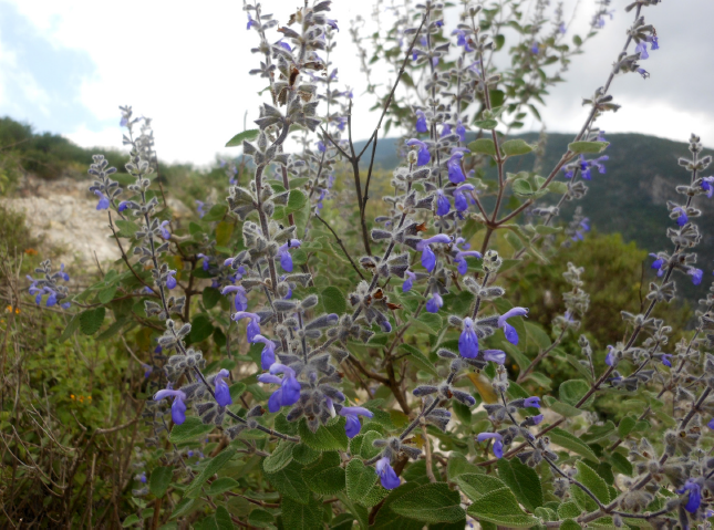 Salvia keerlii Benth., inflorescencia. (Foto: S. Zamudio).