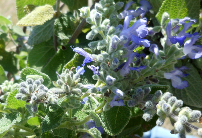 Salvia melissodora Lag, inflorescencia. (Foto: S. Zamudio).