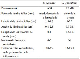 Comparación entre Salvia pannosa Fernald y S. gonzalezii Fernald.