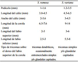 Comparación entre Salvia ramosa Brandegee y S. variana Epling.