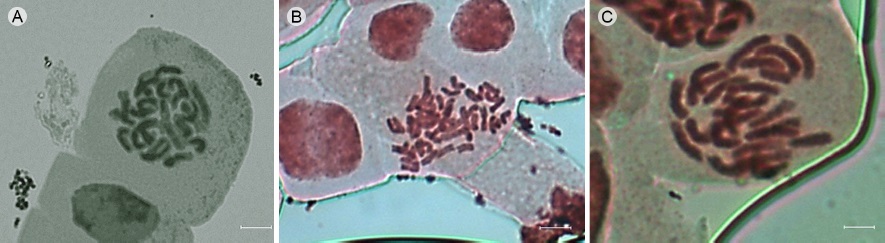 Cromosomas en metafase mit&oacute;tica para tres especies de Cosmos Cav. secci&oacute;n Discopoda (DC.) Sherff. Escala=5&micro;m. A. Cosmos nitidus Paray (2n=2x=24); B. Cosmos pseudoperfoliatus Art. Castro, Harker & Aar&oacute;n Rodr. (2n=4x=48); C. Cosmos ramirezianus Art. Castro, Harker & Aar&oacute;n Rodr. (2n=2x=24).