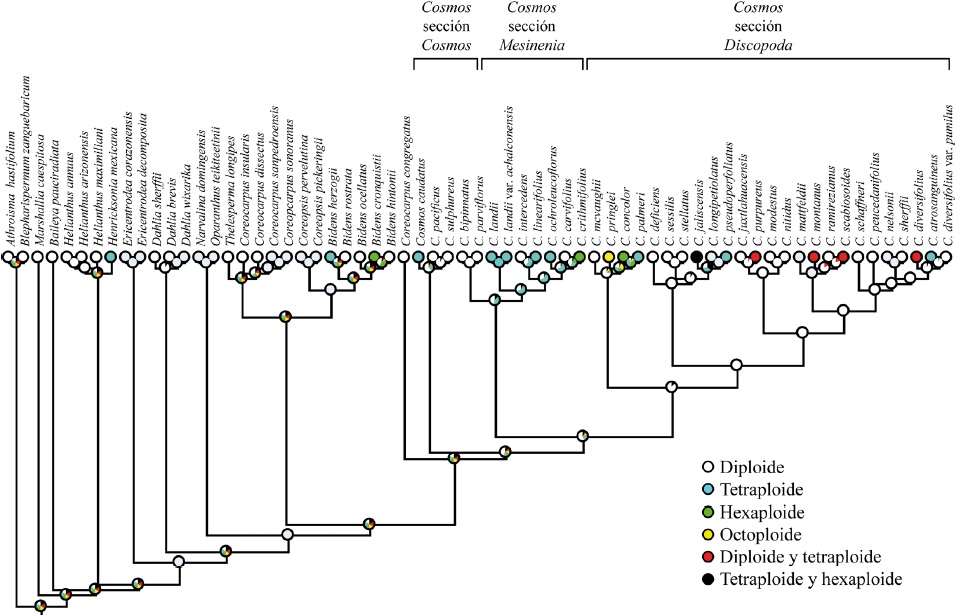 Reconstrucci&oacute;n del nivel de ploid&iacute;a ancestral en Cosmos Cav. (Asteraceae, Coreopsideae). Los colores contenidos en los c&iacute;rculos de cada nodo representan proporciones de los valores de verosimilitud para cada nivel de ploid&iacute;a (modificado de Castro-Castro, 2015).