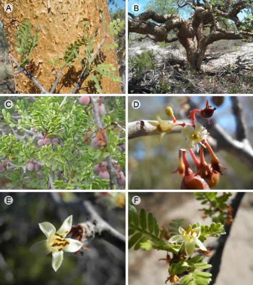 Images of Bursera exequielii Le&oacute;n de la Luz. A. bark and leaves; B. mature plant; C. bundle of leaves; D. uncommon 4-merous female flower; E. 5-merous male flower; F. 5-merous male flower of B. microphylla A. Gray, note foliole form and synchronous appearing of flowers and leaves.