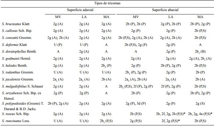 Ubicación de los tipos de tricomas sobre la superficie adaxial y abaxial de las hojas de Senecio L. sección Mulgediifolii Greenm. (MV=vena media; LA=lámina, sin incluir la vena media; MA=márgenes; U=no determinado; A=ausente). La ornamentación es indicada entre paréntesis (A=ausente; P=papilas; S=estrías). *Comparten la misma ornamentación en los diferentes tipos de tricomas.