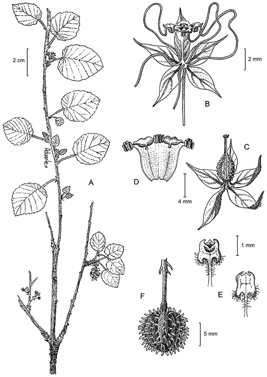 Ayenia grisea Machuca-Machuca. A. rama con flores y frutos; B. flor; C. ovario con cáliz; D. tubo estaminal vista externa mostrando apículos translúcidos del margen externo de los estaminodios; E. lámina del pétalo, vista interna y externa; F. fruto. Ilustrado por Anabel Duarte.