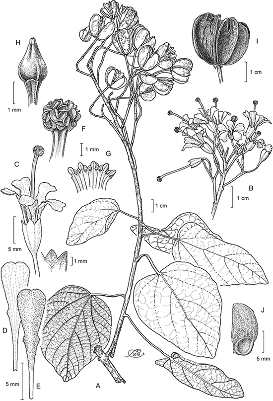 Reevesia clarkii (Monach. & Moldenke) Solheim ex Machuca-Machuca. A. rama con frutos; B. inflorescencia; C. flor; D. pétalo vista interna; E. pétalo en vista externa; F. detalle del androceo; G. vista interna del androceo mostrando los estaminodios; H. gineceo; I. fruto; J. semilla. Ilustrado por Alfonso Barbosa.