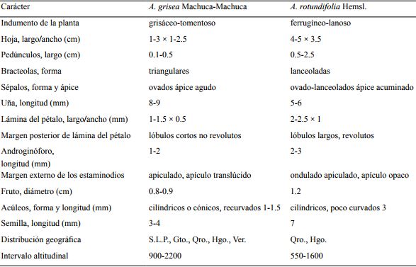 Comparación morfológica entre Ayenia grisea Machuca-Machuca y A. rotundifolia Hemsl.