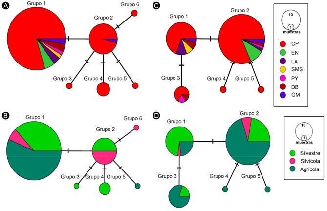 Análisis de contingencia anidada de la red de haplotipos. A, C. Spondias mombin L. var. mombin, S. mombin L. var. globosa J.D. Mitch. & D.C. Daly, S. radlkoferi Donn. Sm., S. testudinis J.D. Mitch. & Daly y S. purpurea L.; B, D. Spondias purpurea. A, B. distribución de los individuos en las siete provincias biogeográficas (CP=Costa del Pacífico; EN=Eje Neovolcánico; DB=Depresión del Balsas; SMS=Sierra Madre del Sur; GM=Golfo de México; LA=Los Altos de Chiapas; PY=Península de Yucatán); C, D. estatus de manejo de la población: silvestre, silvícola, manejo agrícola.