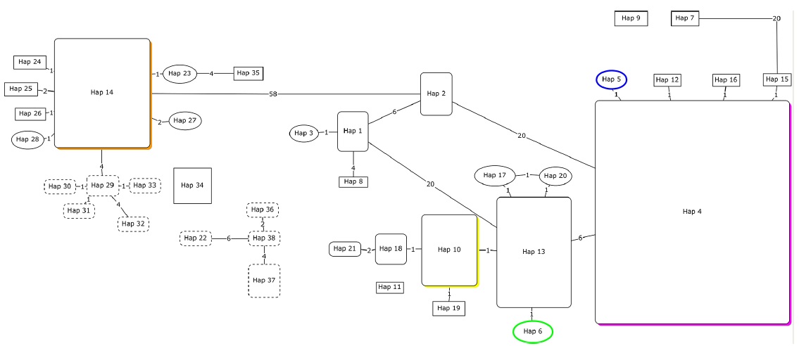 Red de haplotipos para cuatro especies de Spondias L. (S. mombin L. var. mombin, S. mombin L. var. globosa J.D. Mitch. & D.C. Daly, S. radlkoferi Donn. Sm., S. testudinis J.D. Mitch. & Daly, y S. purpurea L.). Los cuadros con bordes redondeados son haplotipos representados en poblaciones silvestres y con manejo agrícola; con bordes angulares corresponden a poblaciones con manejo silvícola y los óvalos a poblaciones silvestres.