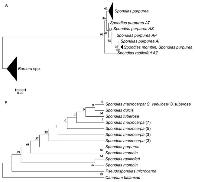 Reconstrucción filogenética (máxima verosimilitud) para: A. 99 secuencias del marcador de DNA nuclear fosfoenol piruvato carboxilasa para tres especies del género Spondias L. (Anacardiaceae; 51 secuencias, el par de letras finales en las ramas terminales que corresponden a S. purpurea son los haplotipos determinados por Miller (2008) y 19 especies de Bursera Jacq. ex L. (Burseraceae; 49 secuencias); B. región intergénica trnA-trnH de DNA de cloroplasto para siete especies del género Spondias L. (48 secuencias), Pseudospondias microcarpa (A. Rich.) Engl. (Anacardiaceae; 2 secuencias) y Canarium balansae Engl. (Burseraceae; 1 secuencia); Los valores para el bootstrap (1000 repeticiones) se presentan alrededor de los nodos.