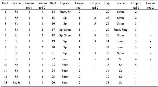 Anidamiento de haplotipos (Hapl.) del marcador trnS-trnG de Spondias spp. en los grupos determinados en el análisis de contingencia anidada para todas las especies de Spondias L. (Grupo 1) y solo para S. purpurea L. (Sp, Grupo 2). Los haplotipos exclusivos para Spondias mombin L. var. mombin (Smm), Spondias mombin L. var. globosa J.D. Mitch. & D.C. Daly (Smg), S. radlkoferi Donn. Sm. (Sr) y S. testudinis J.D. Mitch. & Daly (St) no se incluyeron en el análisis del grupo 2.