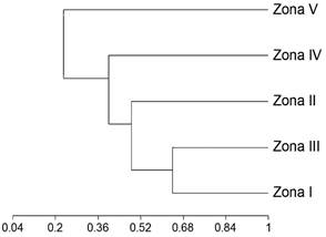 Análisis de agrupamiento (UPGMA) que muestra la relación de la similitud, utilizando el índice de similitud de Sørensen, entre los diferentes estratos verticales evaluados en forófitos de Rhizophora mangle L.