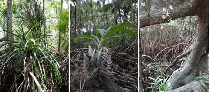 Epífitas en raíces aéreas de Rhizophora mangle L. A. Aechmea bracteata (Sw.) Griseb. (Bromeliaceae); B. Catasetum integerrimum Hook. (Orchidaceae); C. Encyclia alata (Bateman) Schltr. (Orchidaceae).