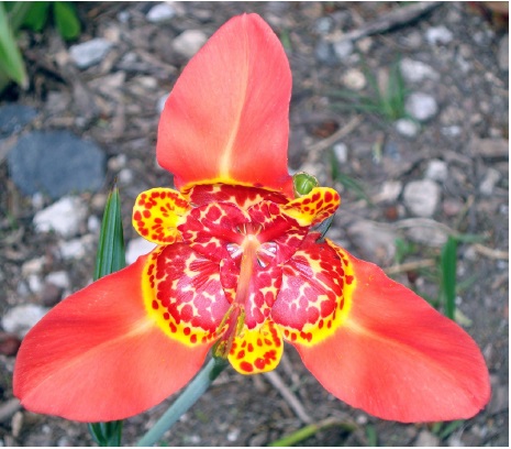 Flor en antesis de Tigridia pavonia (L.f.) DC. con los t&eacute;palos totalmente extendidos.