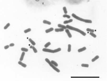 Complemento cromos&oacute;mico tetraploide 2n=4x=28 de Tigridia pavonia (L.f.) DC. *= cromosomas con sat&eacute;lite. Barra=10 &micro;m.