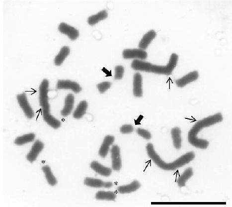 Metafase mit&oacute;tica de Tigridia pavonia (L.f.) DC. 2n=4x=28. Las flechas estrechas se&ntilde;alan sitios de probables translocaciones. Las flechas gruesas resaltan a dos cromosomas con centr&oacute;mero laxo. * =cromosomas con sat&eacute;lite. Barra=10 &micro;m.