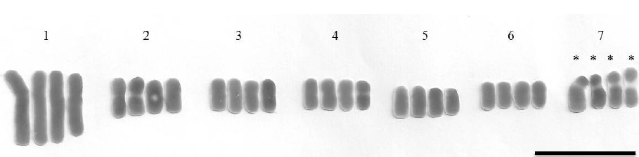 Cariotipo de Tigridia pavonia (L.f.) DC. (2n=4x=28), con siete grupos de cuatro cromosomas cada uno con una morfolog&iacute;a similar sobre la base de la longitud cromos&oacute;mica y proporci&oacute;n de brazos. Los cromosomas fueron agrupados por homolog&iacute;a, alineados por el centr&oacute;mero y en orden decreciente. *=cromosomas con sat&eacute;lite. Barra=10 &micro;m.