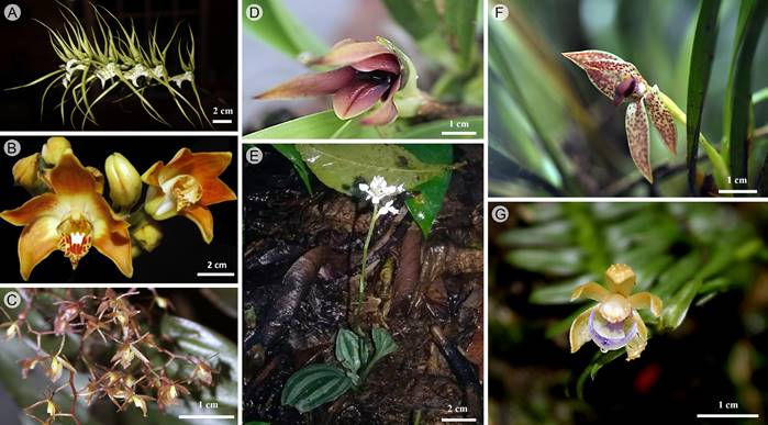 A. Brassia verrucosa Lindl.; B. Chysis laevis Lindl.; C. Epidendrum diffusum Sw.; D. Maxillaria cucullata Lindl.; E. Cranichis sylvatica A. Rich. & Galeotti; F. Maxillaria meleagris Lindl.; G. Dichaea suaveolens Kraenzl.