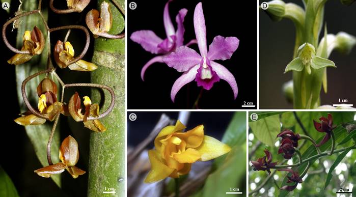 A. Gongora galeata (Lindl.) Rchb.; B. Guarianthe bowringiana (O’Brien) Dressler & W.E. Higgins; C. Lycaste consobrina Rchb. f.; D. Habenaria alata Hook.; E. Mormodes nagelii L.O. Williams.