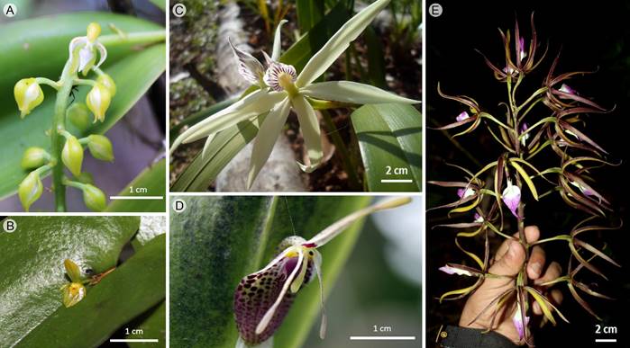 A. Notylia orbicularis A. Rich. & Galeotti; B. Pleurothallis antonensis L.O. Williams; C. Prosthechea baculus (Rchb. f.) W.E. Higgins; D. Restrepia muscifera (Lindl.) Rchb. f. ex Lindl.; E. Prosthechea brassavolae (Rchb. f.) W.E. Higgins.