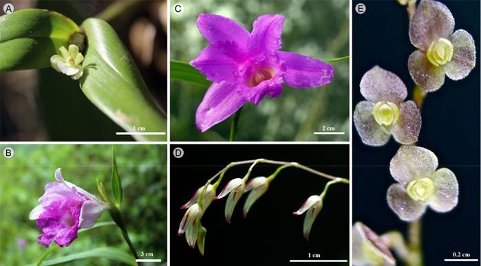 A. Scaphyglottis leucantha Rchb. f.; B. Sobralia macrantha Lindl.; C. S. macdougallii Soto Arenas, Pérez-García & Salazar; D. Specklinia marginata (Lindl.) Pridgeon & M.W. Chase; E. Stelis leucopogon Rchb. f.
