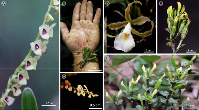 A. Stelis bidentata Schltr.; B-C. Stelis microchila Schltr.; D. Trichopilia tortilis Lindl.; E-F. Triphora yucatanensis Ames.