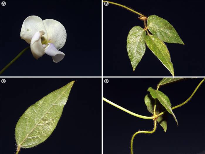 Vigna vexillata (L.) A. Rich. A. flor de la planta en su h&aacute;bitat; B. hoja trifoliolada con borde entero y abundante pubescencia; C. detalle de un foliolo por el env&eacute;s; D. detalles del tallo y punto de inserci&oacute;n de la hoja. Fotograf&iacute;as: Francisco Amador-Cruz.