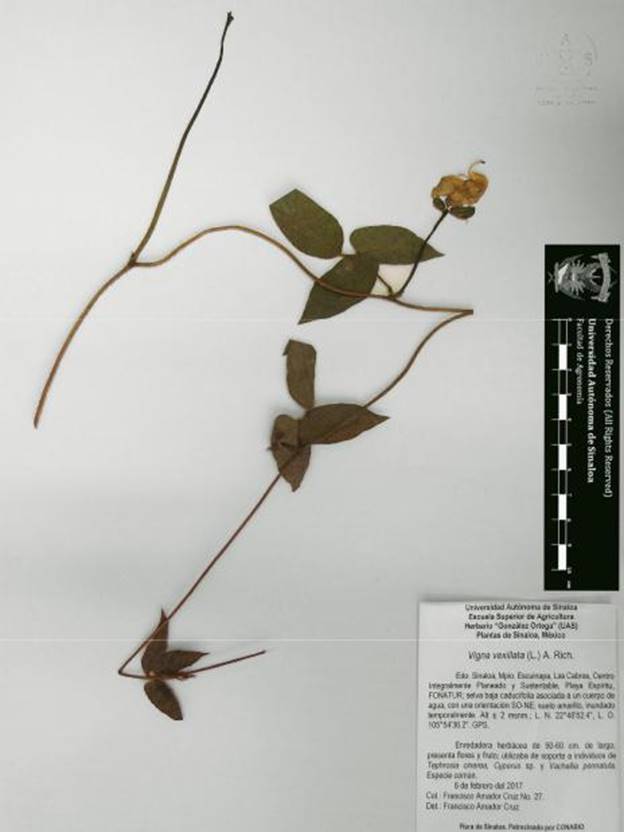 Vigna vexillata. Ejemplar herborizado y almacenado en el herbario Jes&uacute;s Gonz&aacute;lez Ortega (UAS). Fotograf&iacute;a: Francisco Amador-Cruz.