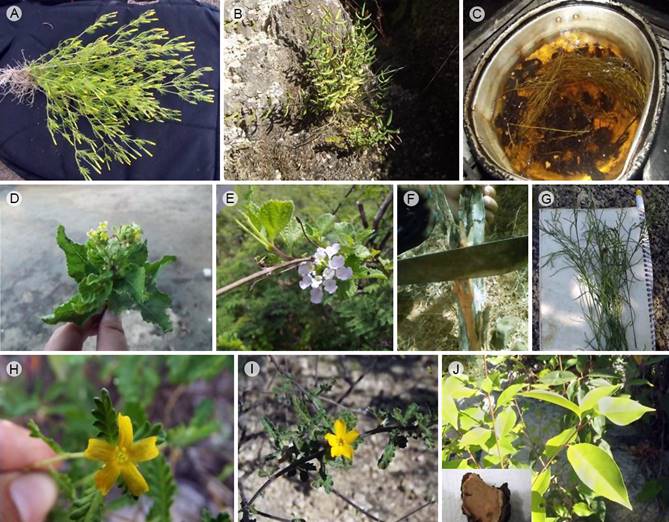 Imágenes de plantas silvestres empleadas para elaborar tés recreativos en las rancherías de Baja California Sur: A. Tagetes filifolia Lag. (anís silvestre); B. Pellaea ternifolia (Cav.) Link subsp. brandegeei (C.C. Hall) Mickel (helecho peyote); C. té de anís silvestre y helecho peyote; D. Aloysia barbata (Brandegee) Moldenke (margarita); E. Lantana velutina M. Martens & Galeotti (confiturilla); F. Haematoxylum brasiletto H. Karst (brasil); G. Porophyllum gracile Benth. (hierba del venado); H. Turnera diffusa Willd. var. aphrodisiaca (Ward) Urb. (damiana negra); I. Turnera diffusa Willd. var. diffusa (damiana blanca); J. follaje y corteza de Prunus serotina Ehrh. subsp. virens (Wooton & Standl.) McVaugh (cerezo). Todas las fotografías y diseño son de J.F. Pío-León.