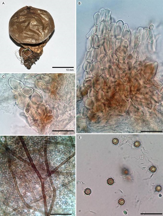 Lycoperdon juruense Henn: A. basidioma; B, C. micoesclereidas; D. capilicio; E. esporas. Escalas: B, C: 25 µm, D: 100 µm, E: 20 µm.