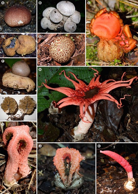 Basidiomas. A. Lycoperdon purpurascens Berk. & M.A. Curtis × 2.5; B. Lycoperdon pyriforme Schaeff. × 1; C. Calostoma cinnabarinum Desv. × 1; D. Scleroderma citrinum Pers. × 1; E. Scleroderma michiganense (Guzmán) Guzmán × 1; F. Geastrum fimbriatum Fr. × 1; G. Protubera jamaicensis (Murrill) Zeller × 1; H. Aseroë rubra Labill. × 0.3; I. Clathrus columnatus Bosc. × 1; J. Laternea pusilla Berk. & M.A. Curtis × 1; K. Mutinus bambusinus (Zoll.) E. Fisch. × 0.75.