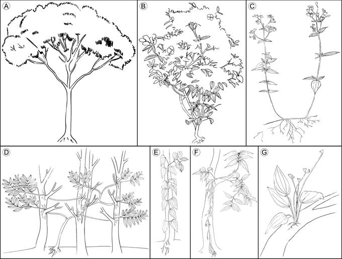 Growth habits of vascular plants compiled from the literature. A. trees; B. shrubs; C. herbs; D. lianas; E. vines; F. hemiepiphytes; G. epiphytes. Illustrations by Elizabeth Builes.
