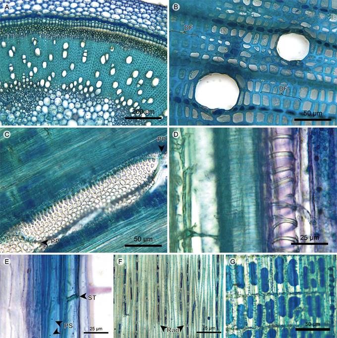 Herbs: Xylem. A. xylem of Heterocentron subtriplinervium (Link & Otto) A. Braun & C.D. Bouch&eacute;; B. xylem of Tibouchina kingii Wurdack; C. vessel in tangential section of Tibouchina kingii Wurdack; D. protoxylem in radial section of Heterocentron subtriplinervium (Link & Otto) A. Braun & C.D. Bouch&eacute;; E. xylem fibers in radial section of Arthrostemma ciliatum Pav. ex D. Don; F. xylem in tangential section of Tibouchina kingii Wurdack; G. rays in radial section of Tibouchina kingii Wurdack. (DF, fiber dimorphism; PP, perforation plate; PS, fiber simple pit; Rad, ray; ST, fiber transversal septum).