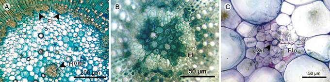 Herbs: Pith. A. pith of Tibouchina kingii Wurdack; B. pith of Chaetolepis microphylla (Bonpl.) Miq.; C. medullary vascular bundle of Arthrostemma ciliatum Pav. ex D. Don (FI, internal phloem; Flo, Phloem; HVM, medullary vascular bundle; Xil, xylem).