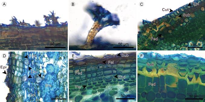 Lianas: Epidermis. A. dendritic hair of Monochaetum multiflorum (Bonpl.) Naudin; B. dendritic hair of Blakea fasciculata Gleason; C. epidermis and periderm beginning of Blakea quadrangularis Triana; D. epidermis, periderm and cortex of Blakea fasciculata Gleason; E. periderm, endodermis, and pericycle of Monochaetum multiflorum (Bonpl.) Naudin; F. periderm of Blakea quadrangularis Triana. (Bra, stone cell; Col, angular collenchyma; Cut, cuticle; Dru, druse; End, endodermis; Epi, epidermis; Fed, phelloderm; Fel, phellogen; Per, pericycle; Sub, phellem).