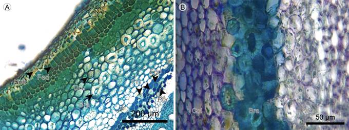 Lianas: Cortex. A. transverse section of Blakea quadrangularis Triana; B. cortex of Blakea fasciculata Gleason. (Bra, stone cell; Col, angular collenchyma; Dru, druse; End, endodermis; Fed, Pheloderm; Fib, fiber; Par, parenchyma; Per, pericycle; Sub, phellem).