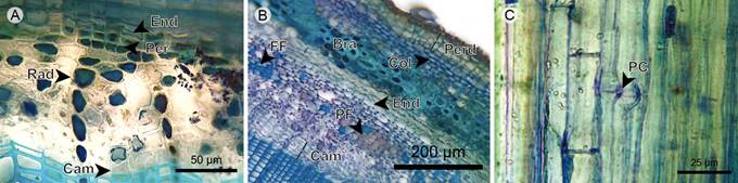 Lianas: Endodermis, pericycle, phloem, and vascular cambium. A. endodermis, pericycle, and phloem of Monochaetum multiflorum (Bonpl.) Naudin; B. transverse section of Blakea fasciculata Gleason; C. phloem in radial section of Blakea quadrangularis Triana. (Bra, stone cell; Cam, vascular cambium; Col, angular collenchyma; End, endodermis; FF, phloem fiber; PC, sieve plate; Per, pericycle; Perd, Periderm; PF, phloem parenchyma; Rad, ray).