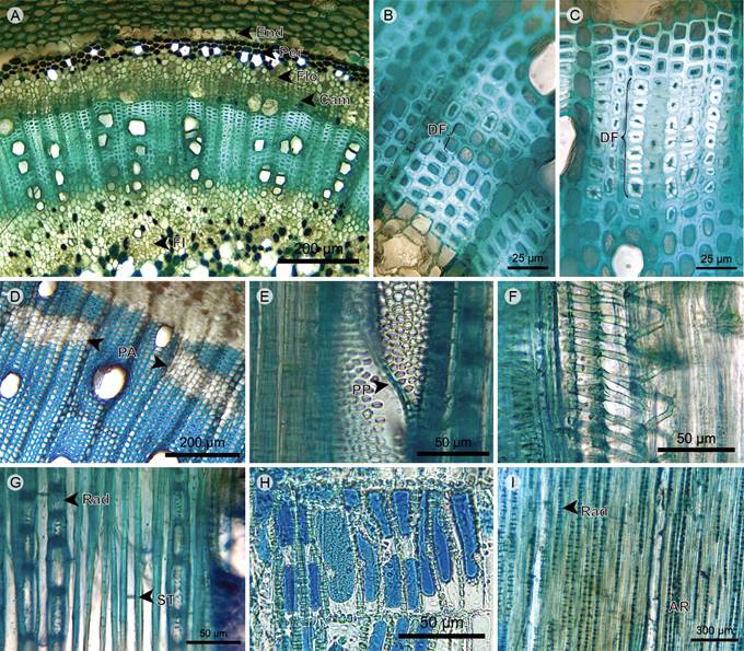 Liana: Xylem. A. transverse section of Blakea quadrangularis Triana; B. and C. two types of fiber dimorphism of Blakea quadrangularis Triana; D. xylem of Blakea fasciculata Gleason; E. vessels in radial section of Blakea fasciculata Gleason; F. protoxylem in radial section of Blakea fasciculata Gleason; G. xylem in tangential section of Blakea fasciculata Gleason; H. rays in radial section of Monochaetum multiflorum (Bonpl.) Naudin; I. xylem in tangential section of Blakea fasciculata Gleason. (AR, rays aggregates; Cam, vascular cambium; DF, fiber dimorphism; End, endodermis; FI, internal phloem; Flo, phloem; PA, axial parenchyma; Per, pericycle; PP, perforation plate; Rad, ray; ST, fiber transversal septum).