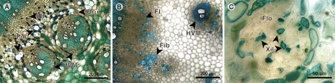 Liana: Pith. A. pith of Blakea quadrangularis Triana; B. pith of Blakea fasciculata Gleason; C. medullary vascular bundle of Monochaetum multiflorum (Bonpl.) Naudin. (Dru, druse; FI, internal phloem; Fib, fiber; Flo, phloem; HVM, medullary vascular bundle; Xil, xylem).