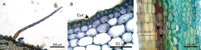 Vines: Epidermis and periderm. A. unbranched hair of Clidemia epiphytica (Triana) Cogn.; B. epidermis and cortex of Adelobotrys adscendens Triana; C. periderm and cortex of Blakea granatensis Naudin. (Bra, stone cell; Col, angular collenchyma; Cut, cuticle; Epi, epidermis; Fed, phelloderm; Fel, phellogen; Sub, phellem).
