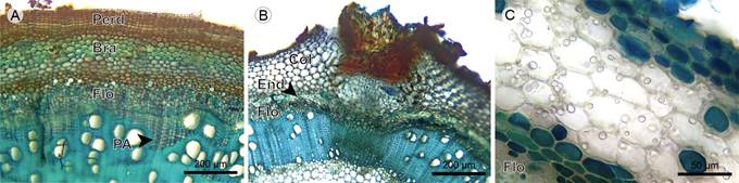 Vines: Cortex. A. transverse section of Blakea granatensis Naudin; B. adventitious root of Adelobotrys adscendens Triana; C. cortical parenchyma of Clidemia epiphytica (Triana) Cogn. (Bra, stone cell; Col, angular collenchyma; End, endodermis; Flo, phloem, Perd, periderm; PA, axial parenchyma).